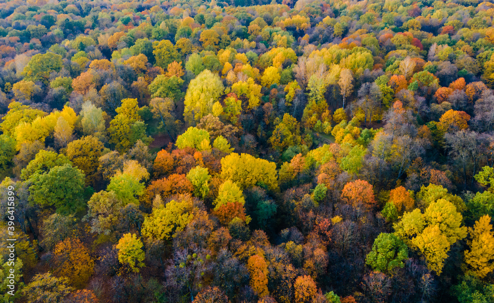 Aerial view of autumn colors in the forest