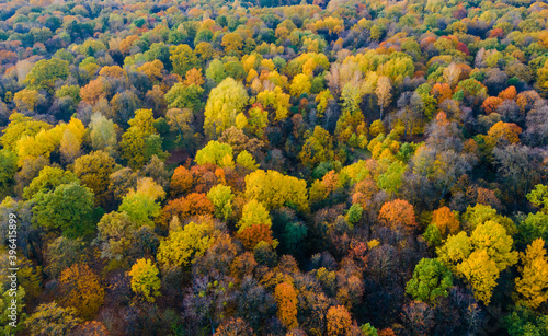 Aerial view of autumn colors in the forest © Audrius