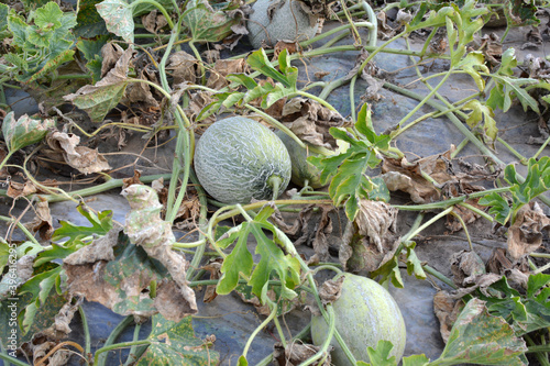 Melon grows in open organic soil