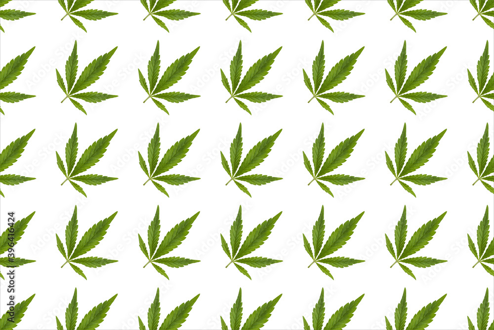 Green hemp leaves on white background. Cannabis green leaves on a white background Green hemp leaves on white background. Cannabis green leaves on a white background