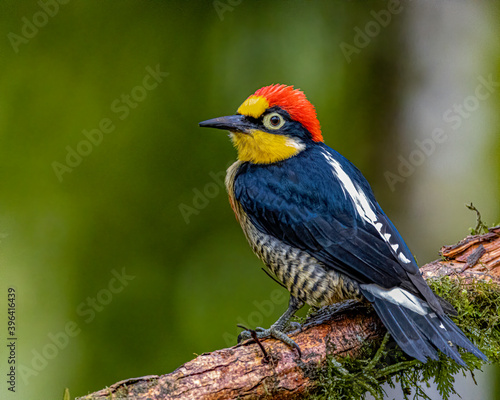 A colorful woodpecker perched on a tree branch