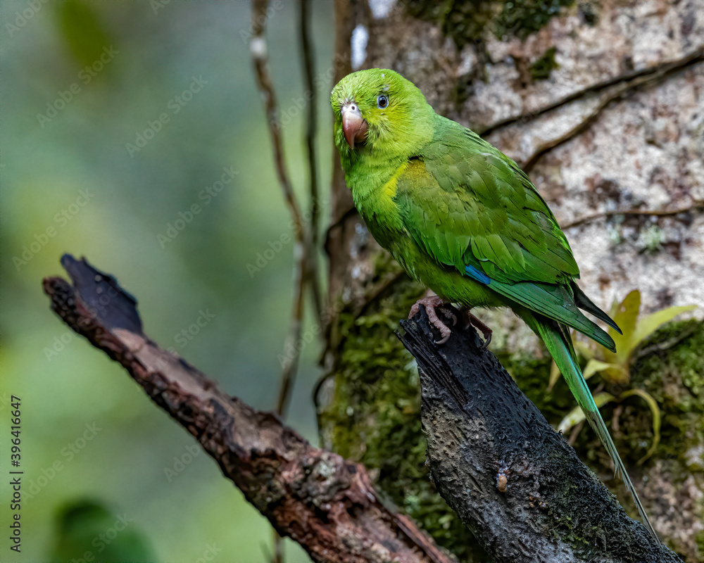A parakeet sitting on a dead trunk