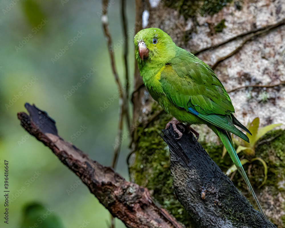 A parakeet sitting on a dead trunk A parakeet sitting on a dead trunk