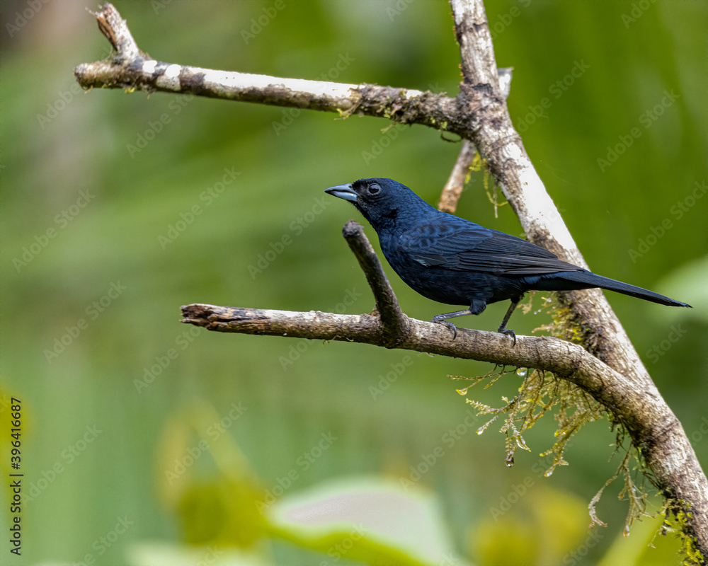 A songbird perched on a branch tree A songbird perched on a branch tree