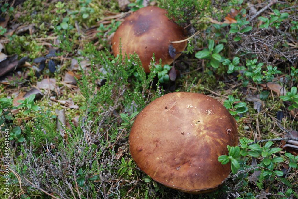 Two large brown hats of porcini mushrooms.
Forest. Summer day. Two large porcini mushrooms emerged from the ground. The hat is dark brown. Moss and lingonberry bushes grow around. Fallen pine branches Two large brown hats of porcini mushrooms.
Forest. Summer day. Two large porcini mushrooms emerged from the ground. The hat is dark brown. Moss and lingonberry bushes grow around. Fallen pine branches