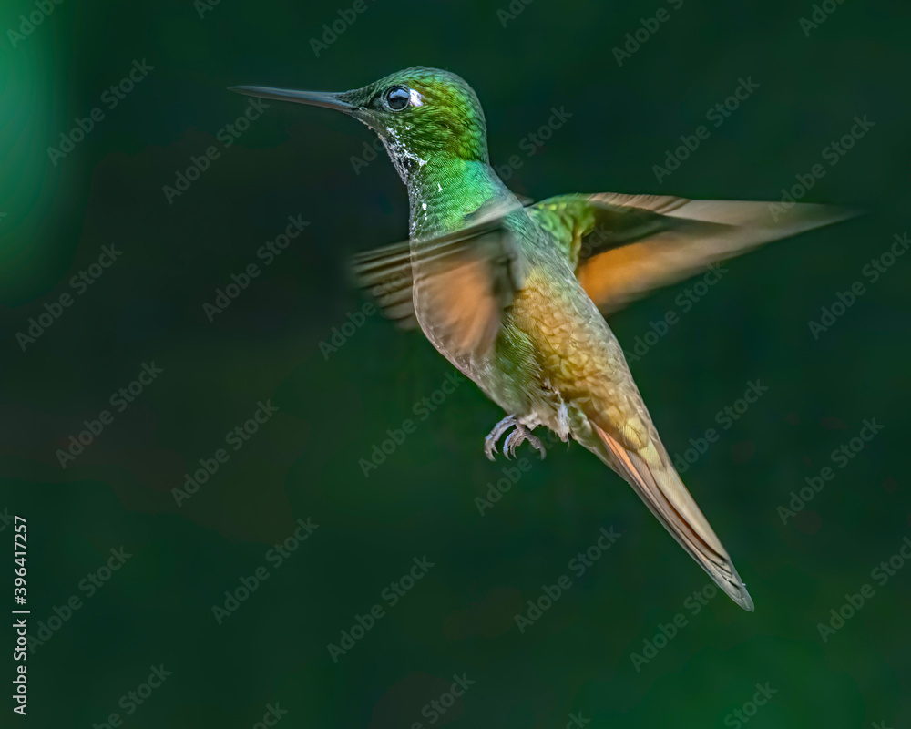 Fototapeta premium A tiny, colorful, hummingbird hovering