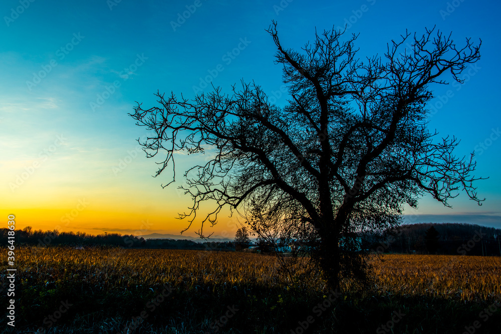 tree in backlight at sunset