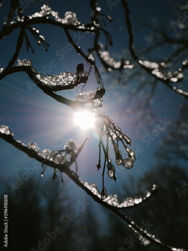 The sun's rays break through the frozen branches of the tree