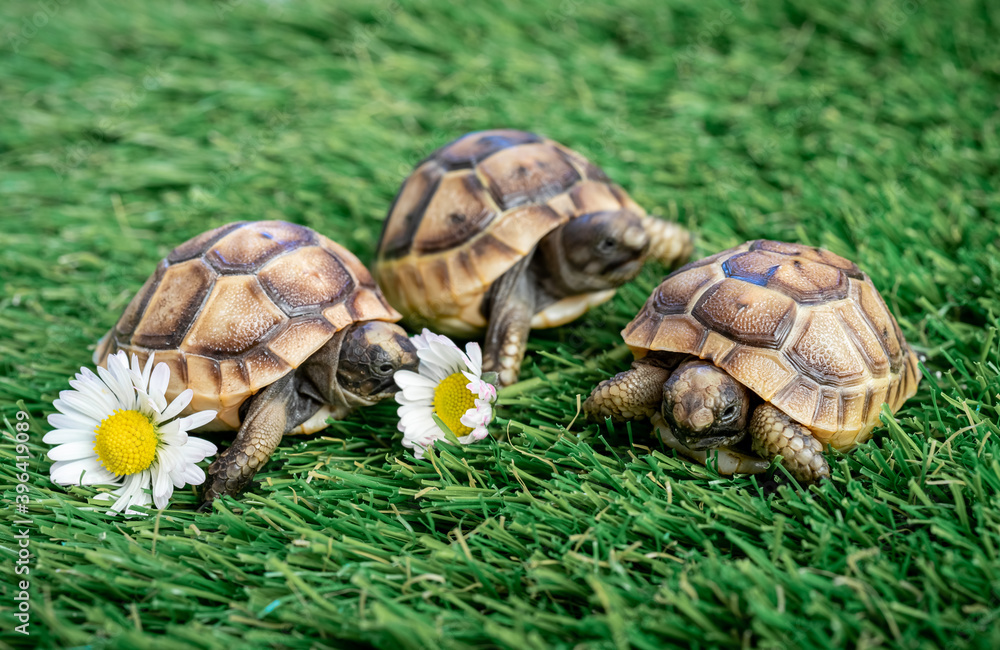 Close-up of three isolated young hermann turtles on a synthetic grass with daisy flower - macro, selective focus, space for text Close-up of three isolated young hermann turtles on a synthetic grass with daisy flower - macro, selective focus, space for text