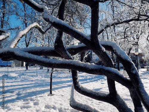Winding tree in a snowy winter park
