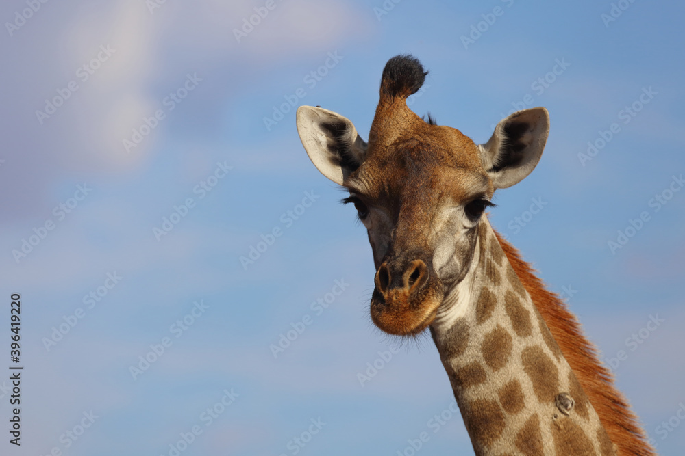 Giraffe / Giraffe / Giraffa Camelopardalis Giraffe / Giraffe / Giraffa Camelopardalis