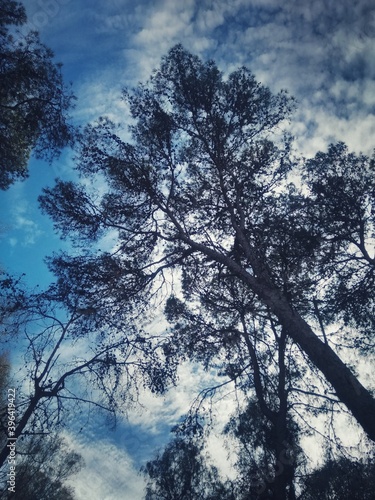 A picture of a forest in the city of Rabat, Morocco