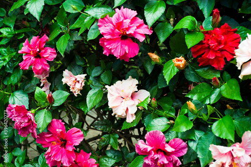 Group of hibiscus flowers, red, pink, orange. In madeira Island during summer, selective focus.