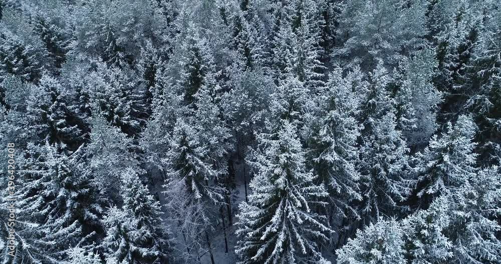 Smooth flight over snowy and frosty treetops in stunning wintery boreal forest. Shot in Estonia, Northern Europe. Smooth flight over snowy and frosty treetops in stunning wintery boreal forest. Shot in Estonia, Northern Europe.