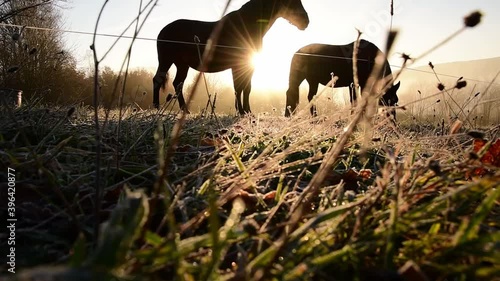 Pferde im Sonnenuntergang