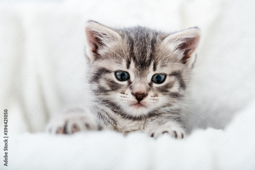 Striped kitten face portrait. Beautiful fluffy tabby gray kitten. Cat animal baby kitten with big eyes sits on white comfortable soft blanket plaid