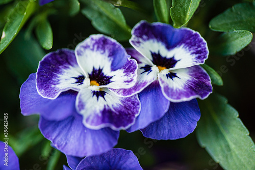 viola flowers in the garden
