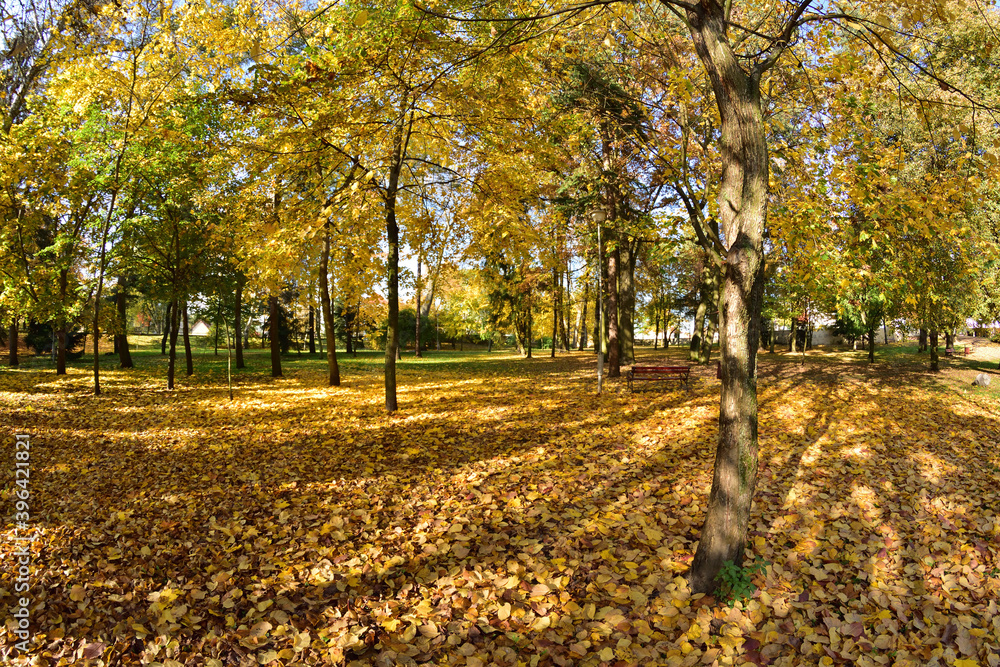 Autumn park on a sunny day, brown and yellow leaves. Autumn park on a sunny day, brown and yellow leaves.