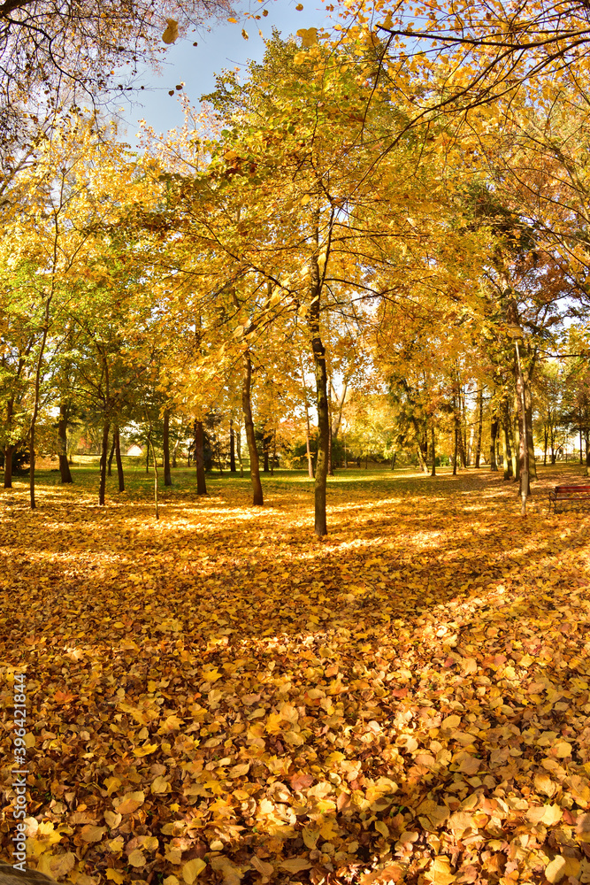 Autumn park on a sunny day, brown and yellow leaves. Autumn park on a sunny day, brown and yellow leaves.