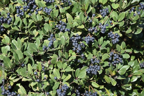 Rhaphiolepis umbellata berries. Rosaceae evergreen shrub. photo