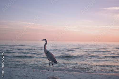 Florida   Pensacola Beach   Blue Heron   Gulf Island National Seashore © AlyssaKPhotography18