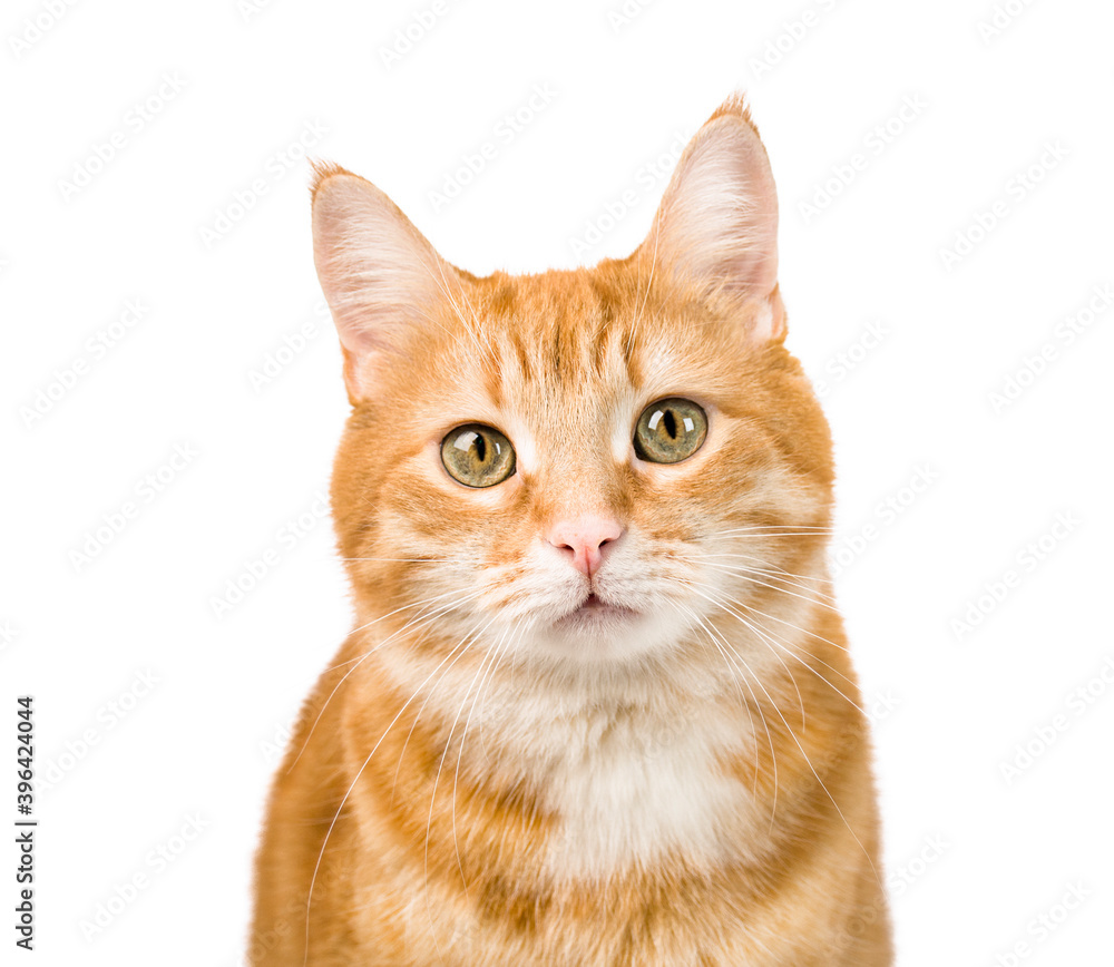 young ginger cat close up on isolated white background young ginger cat close up on isolated white background