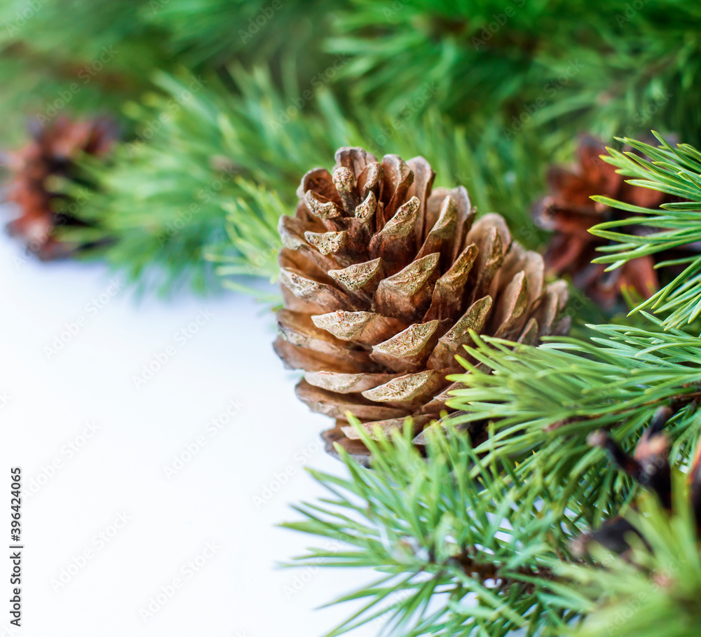 Fototapeta premium pine cone and pine branches close up