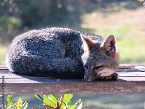 Photography Gray fox in the northwest resting on a bench