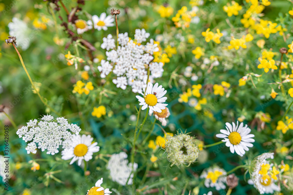 Fototapeta premium Field Flowers