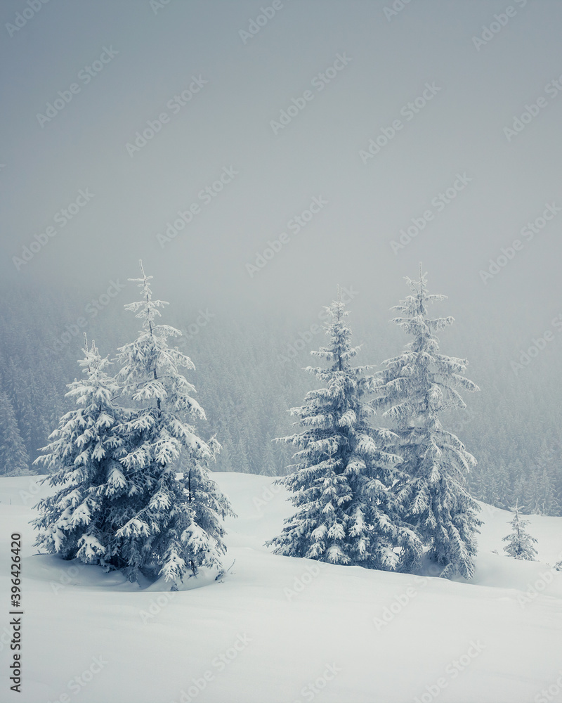 Dramatic wintry scene. Carpathian, Ukraine, Europe. Dramatic wintry scene. Carpathian, Ukraine, Europe.