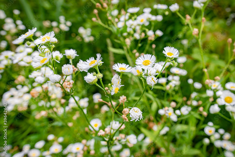 Field Flowers Field Flowers