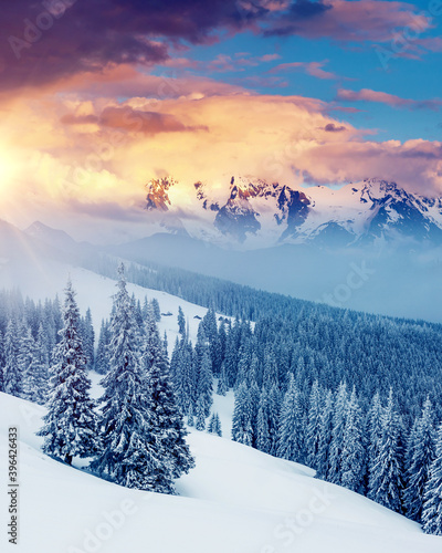 Attractive winter landscape and covered snow trees.