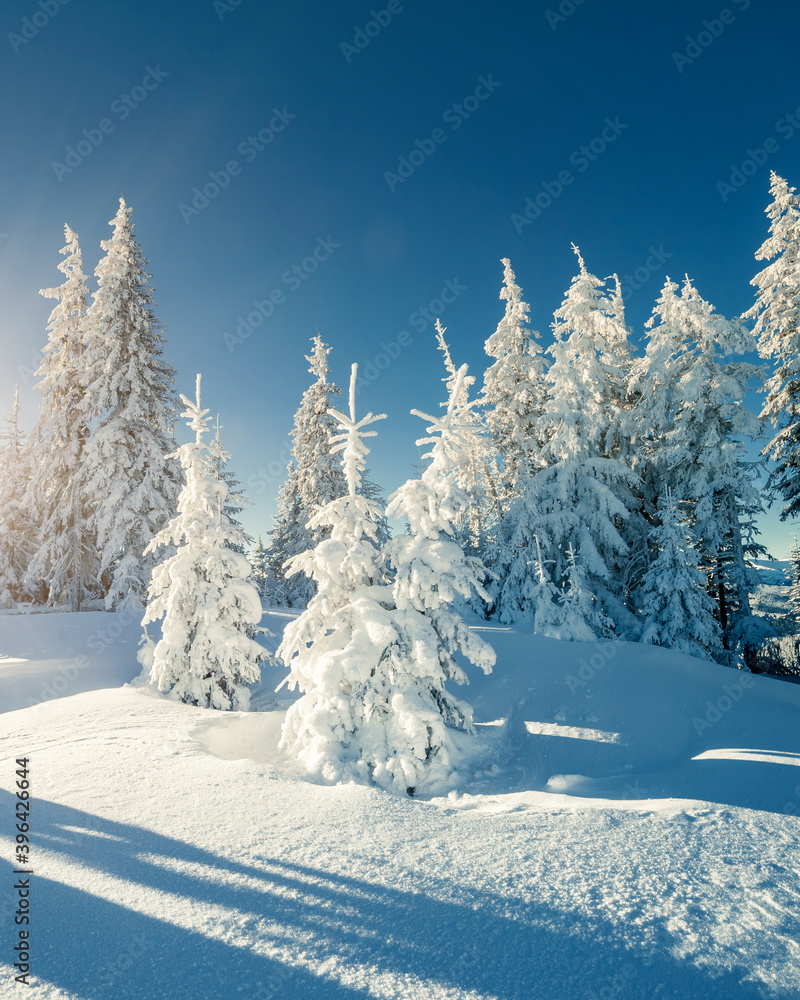 Beautiful winter trees. Carpathian, Ukraine, Europe. Beautiful winter trees. Carpathian, Ukraine, Europe.