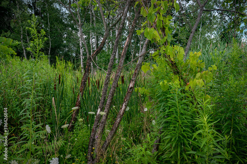 Field Flowers