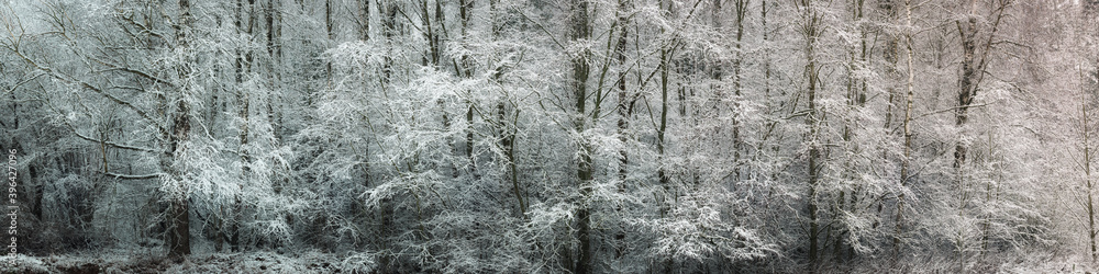 a wide panoramic view of a snow-covered dense deciduous forest with frost on bare trees and side lighting. cold winter landscape a wide panoramic view of a snow-covered dense deciduous forest with frost on bare trees and side lighting. cold winter landscape