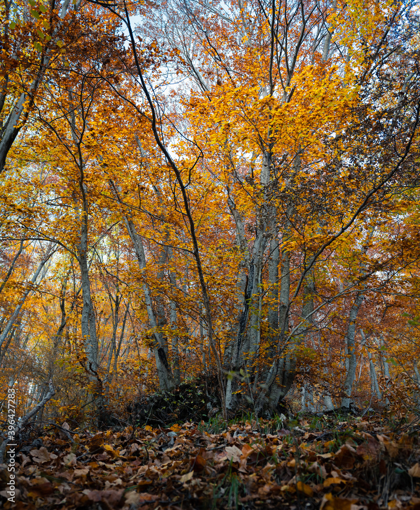 paesaggio boschivo autunnale, con foliage paesaggio boschivo autunnale, con foliage