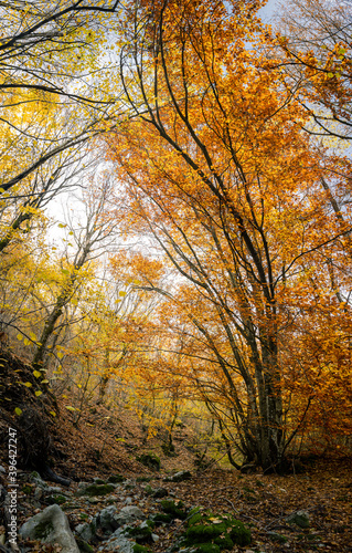 paesaggio boschivo autunnale, con foliage