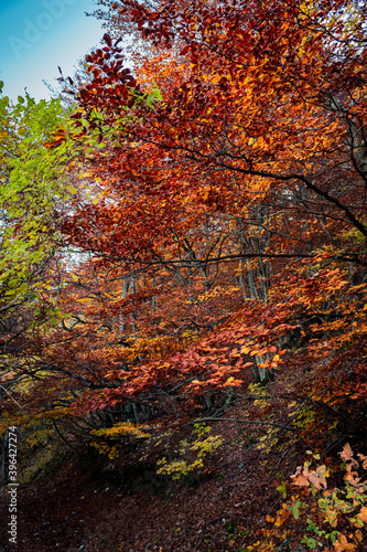 paesaggio boschivo autunnale, con foliage