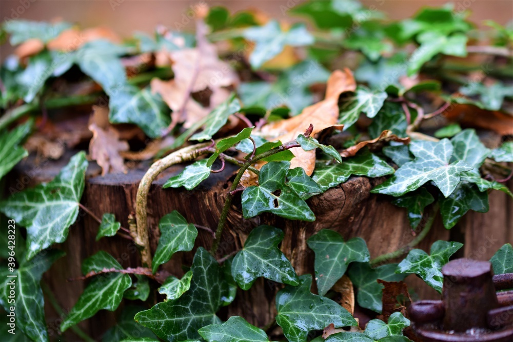 Close up of ivy on a wooden pole Close up of ivy on a wooden pole