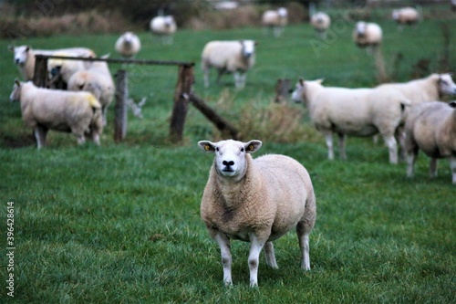 Several sheep standing on the green meadow