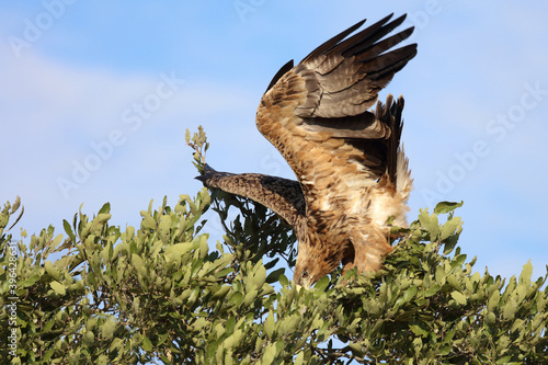 Wahlbergsadler / Wahlberg's  Eagle / Aquila wahlbergi photo