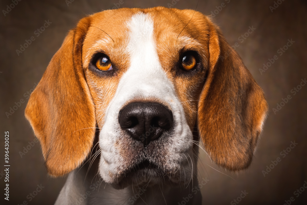 Beautiful beagle dog headshoot isolated on dark brown background. Male tricolored dog.