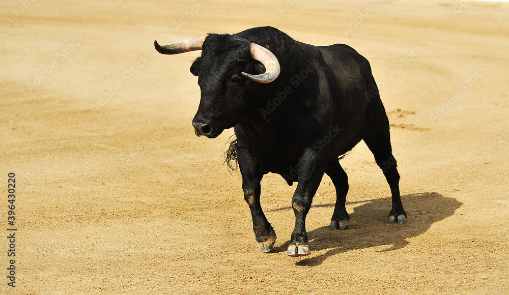fighting bull with big horns on spain fighting bull with big horns on spain