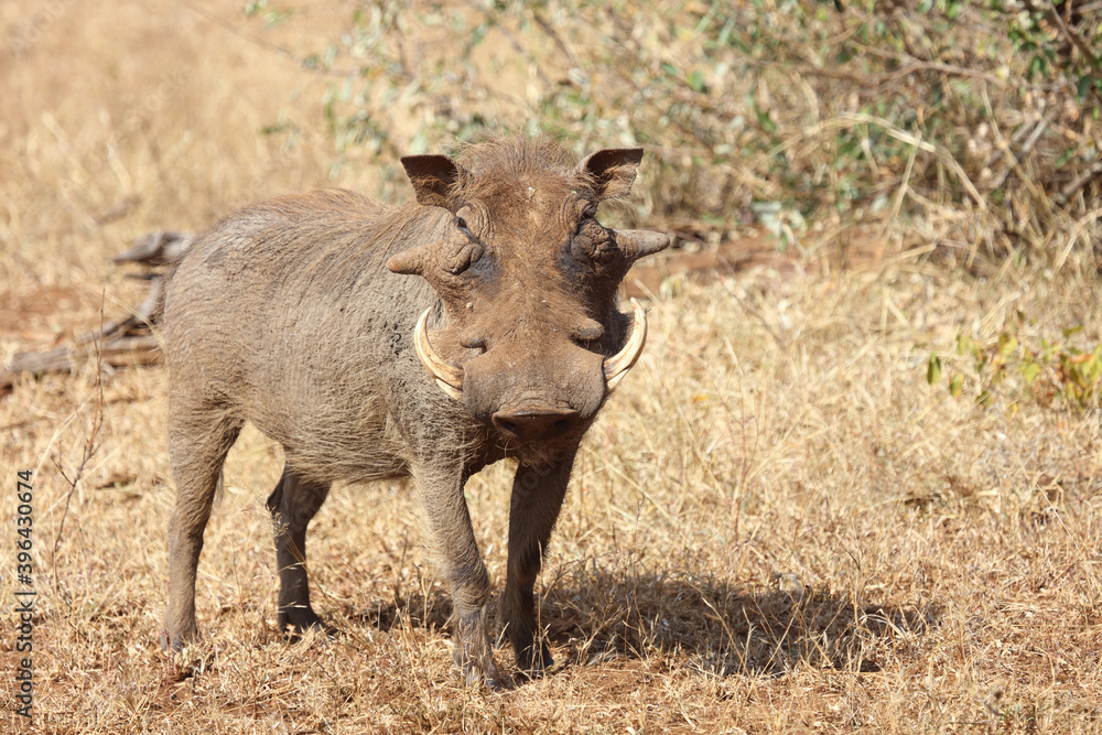 Warzenschwein / Warthog / Phacochoerus africanus Warzenschwein / Warthog / Phacochoerus africanus