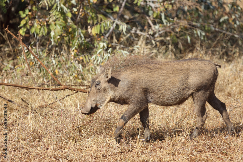 Warzenschwein / Warthog / Phacochoerus africanus Warzenschwein / Warthog / Phacochoerus africanus