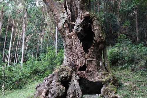 Photos 武雄の大楠