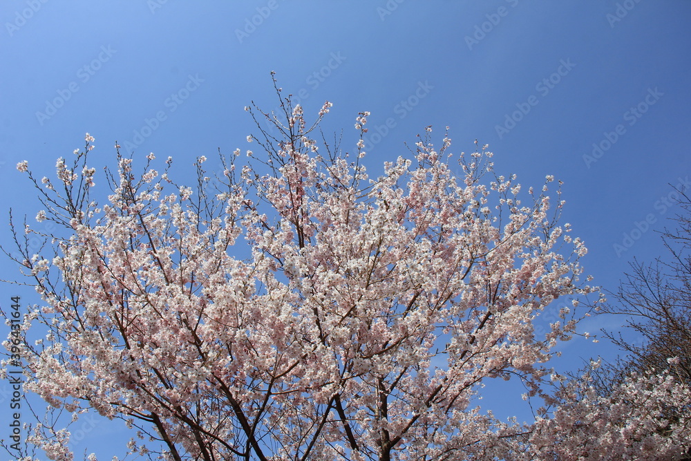 春に満開のソメイヨシノ 春に満開のソメイヨシノ