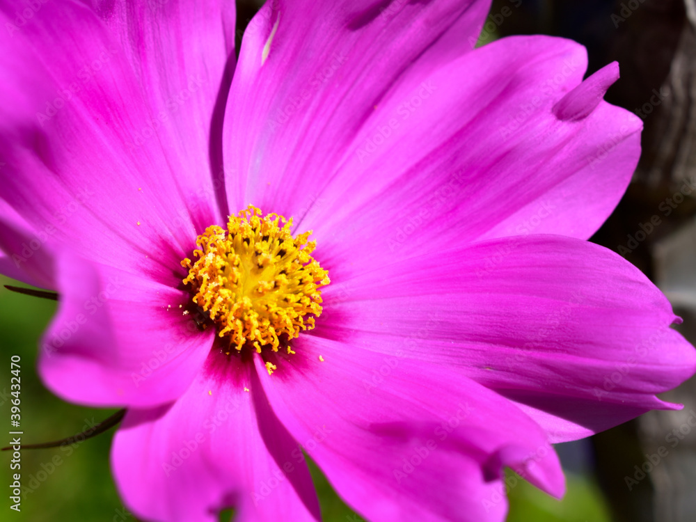 Flower Flower