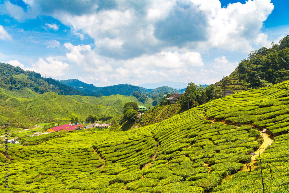 Obraz premium Beautiful Tea plantations