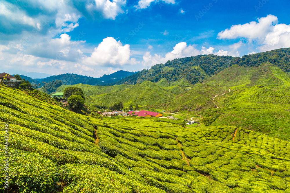 Beautiful Tea plantations Beautiful Tea plantations